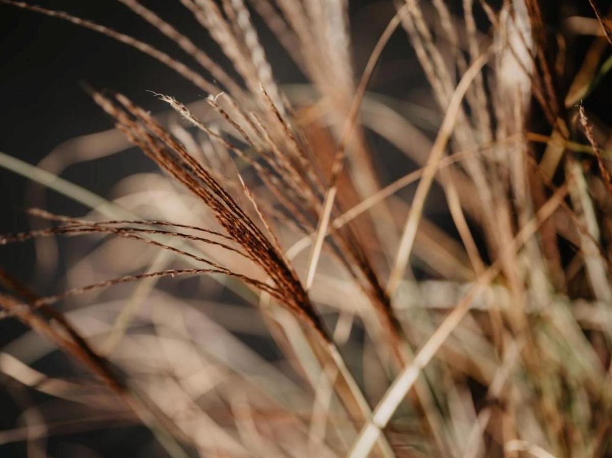 דירות Weisweil  Rheinzeit-Weisweil מראה חיצוני תמונה